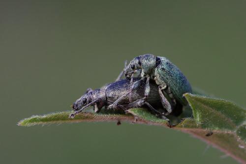 Réf. 204 388 : Phyllobius pomaceus